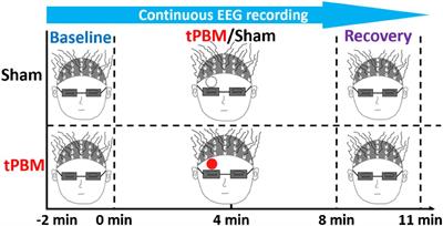 Combination of Group Singular Value Decomposition and eLORETA Identifies Human EEG Networks and Responses to Transcranial Photobiomodulation
